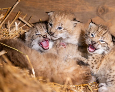Luchsbabys eingekuschelt im Unterschlupf