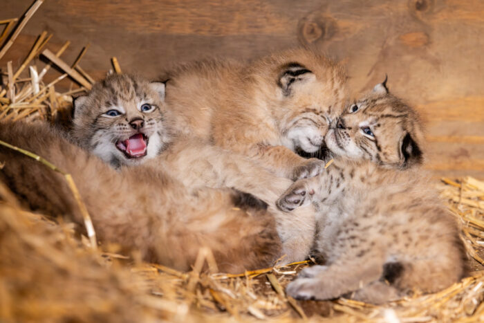 Vier Luchsbabys ineinander gekuschelt