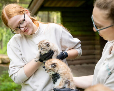 Tierpfleger schauen nach den Geschlechtern der Jungtiere