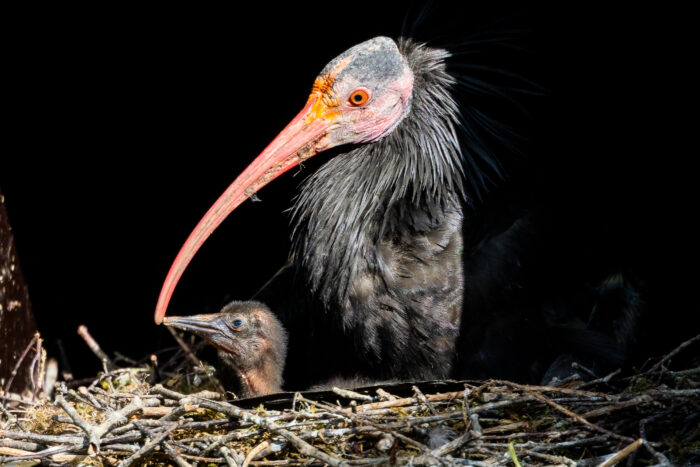Waldrapp mit Waldrapp-Küken im Nest