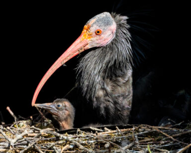 Waldrapp mit Waldrapp-Küken im Nest