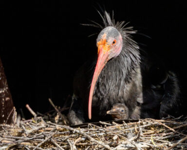 Waldrapp mit Waldrapp-Küken im Nest