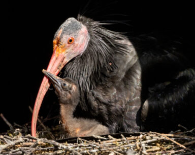 Waldrapp mit Waldrapp-Küken im Nest