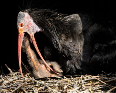 Waldrapp füttert Waldrapp-Küken im Nest