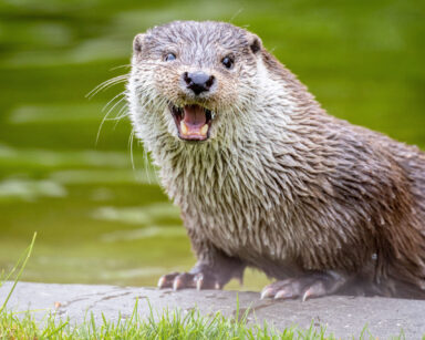 Otter bei der Otterfütterung