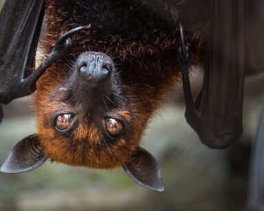 Über Kopf hängende Fledermaus