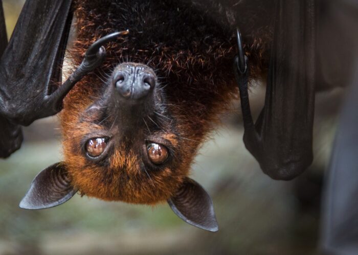 Über Kopf hängende Fledermaus