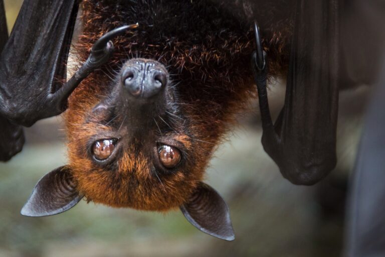 Über Kopf hängende Fledermaus