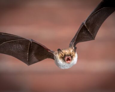 Fliegende Fledermaus mit geöffnetem Mund